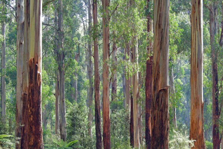 Eucalyptus Plantations A Boon for Farmers and the Paper & Plywood Industry [Urvara Krsi]